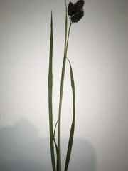 Carex atrata