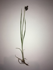 Carex atrata