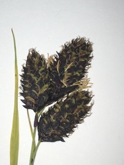 Carex atrata