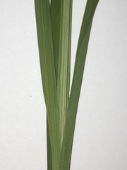 Carex atrata