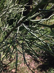 Euphorbia tirucalli image