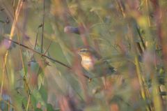 Phylloscopus borealis