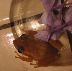 Eleutherodactylus portoricensis
