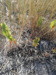 Ayenia jaliscana
