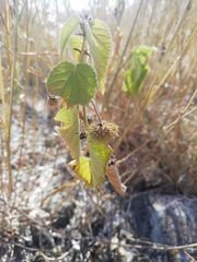 Ayenia jaliscana