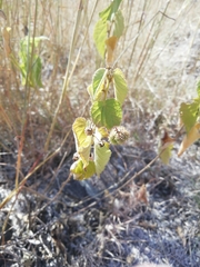 Ayenia jaliscana