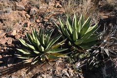 Agave × glomeruliflora