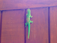 Phelsuma grandis