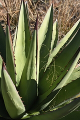 Agave × glomeruliflora