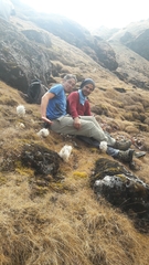 Saussurea gossipiphora