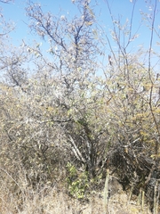 Celtis caudata