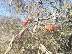 Celtis caudata