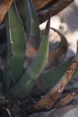 Agave × glomeruliflora