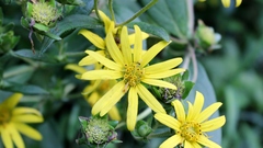 Silphium asteriscus