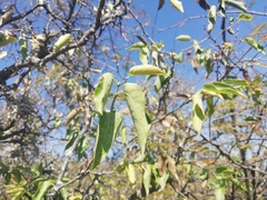 Celtis caudata
