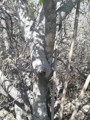 Celtis caudata
