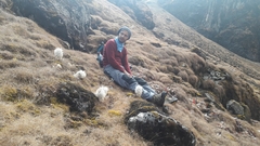 Saussurea gossipiphora