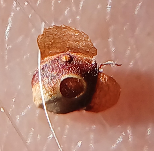 Gall midge