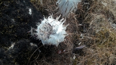 Saussurea gossipiphora