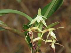Epidendrum mixtum