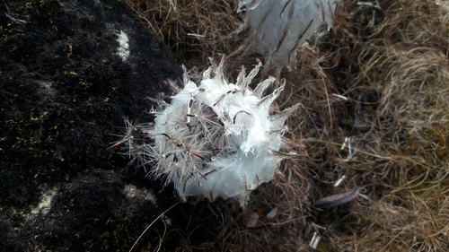 snowball plant (Saussurea gossipiphora)