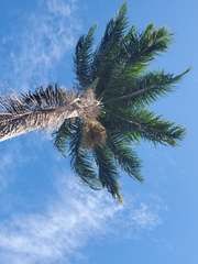 Roystonea borinquena