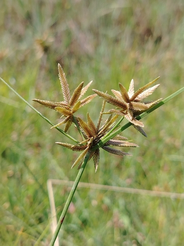 yellow flatsedge (Cyperus flavidus)