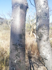 Bursera palmeri