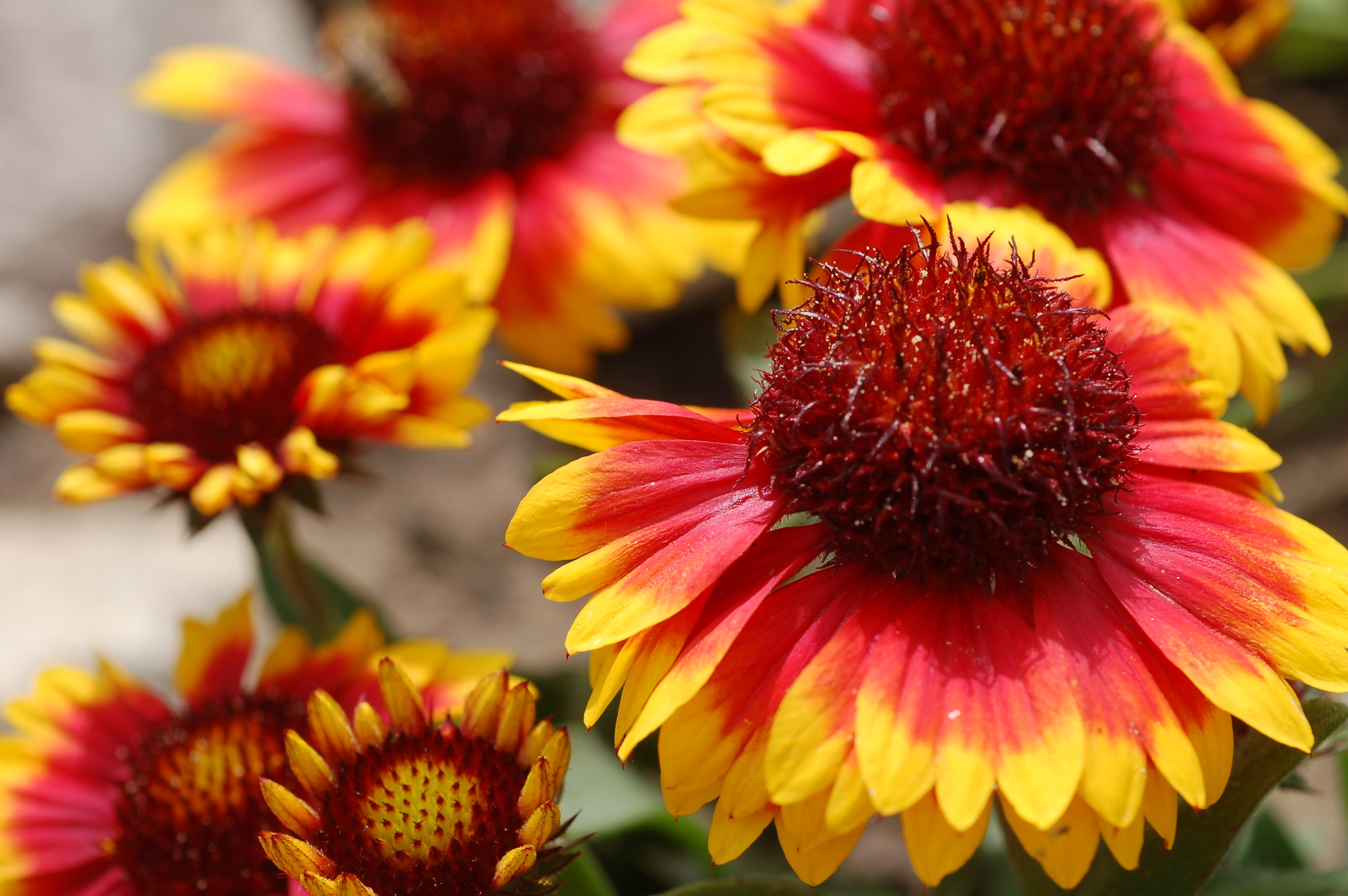 Gaillardia X grandiflora