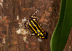 Ranitomeya flavovittata