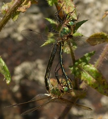Oxygastra curtisii