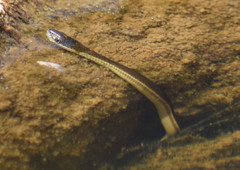 Thamnophis melanogaster