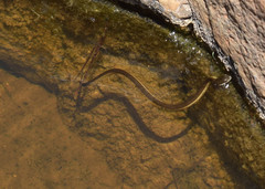 Thamnophis melanogaster