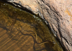 Thamnophis melanogaster