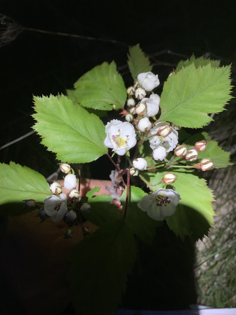 Scarlet hawthorn