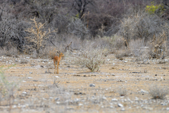 Raphicerus campestris steinhardti