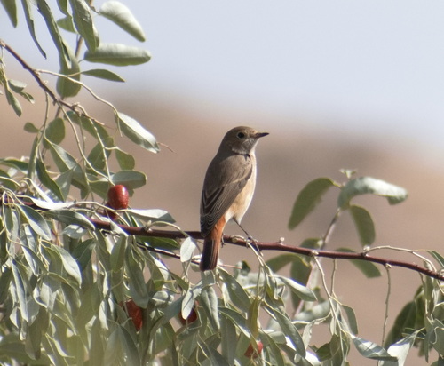 Common Redstart