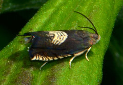Grapholita tristrigana