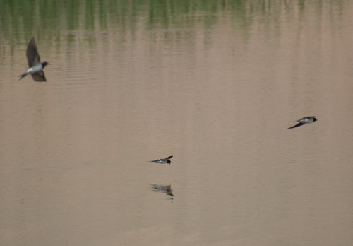 Barn Swallow