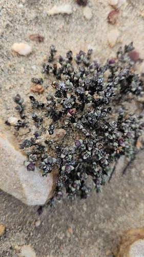 Antimima wittebergensis