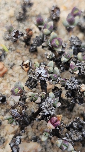 Antimima wittebergensis