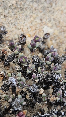Antimima wittebergensis