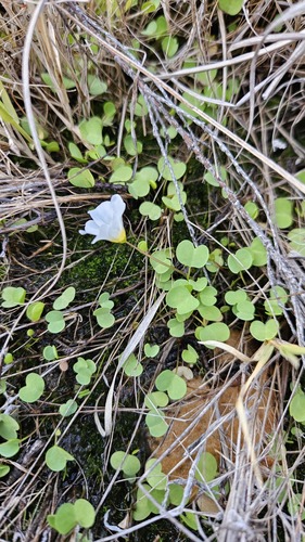 Vernal Pool Sorrel (Oxalis dregei)