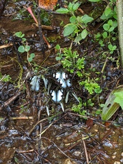 Leptophobia penthica