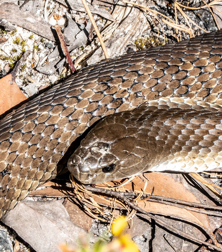 Tiger Snake sighting
