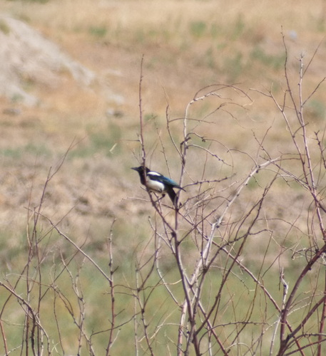 Eurasian Magpie