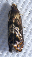 Grapholita prunivora