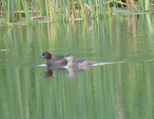 Little Grebe