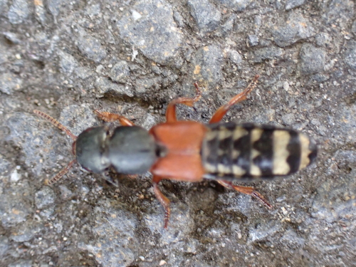 Platydracus stercorarius stercorarius