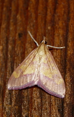 Pyrausta perrubralis